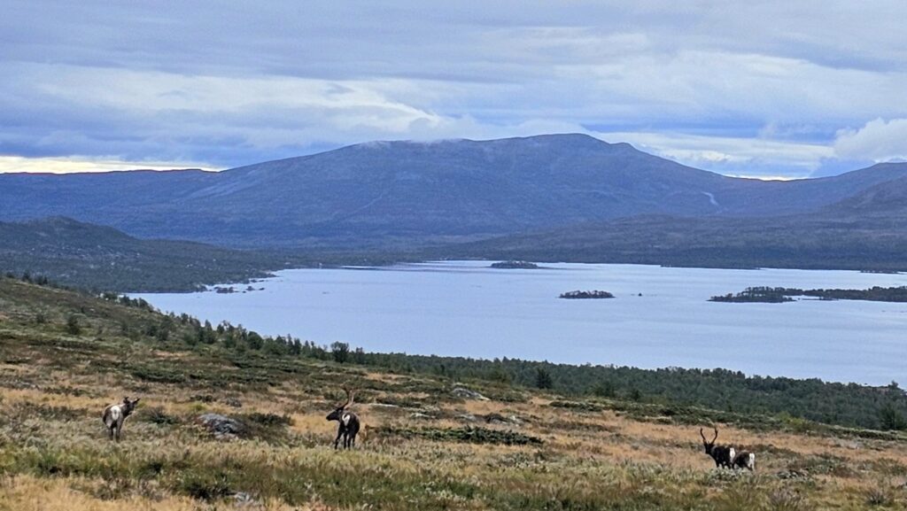 Rein i fjellandskapet under grusturen med utsikt mot vann og fjell. – Speed Motorcenter, Touringtreffet, Speed MC, Beitostølen, MC